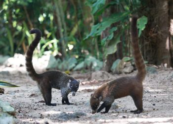REFUERZA ANA PATY PERALTA ACCIONES DE LIMPIEZA EN PARQUES ECOLÓGICOS