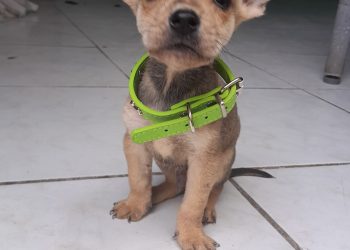 ¡No compres, adopta! Promueven campaña de adopción canina en Chetumal