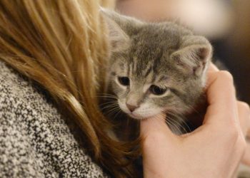 Alertan a dueños de mascotas en EE.UU. y Canadá por comida contaminada con gripe aviar