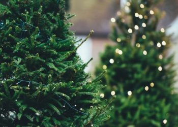 Algunos lugares para comprar árboles de Navidad sustentables (y cuidar nuestros ecosistemas)