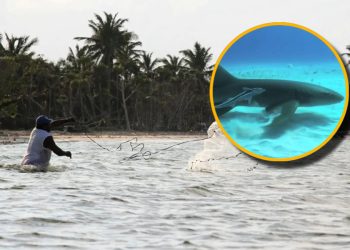 Ataque de tiburón en Tulum; un pescador resulta lesionado