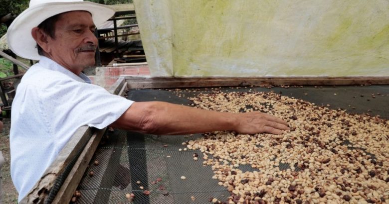 Jorge Cañón, integrante de la Asociación de Mujeres Caficultoras de Viotá y Tequendama, revisa la calidad de granos de café en la comunidad de Viotá, en Colombia