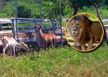 Decomisan dos leones y 11 venados en fincas de Jalisco