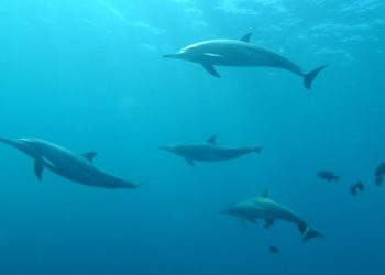 Delfines del Golfo de México dan positivo a fentanilo