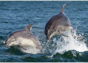Detectan fentanilo en delfines del Golfo de México; dan positivo a múltiples drogas