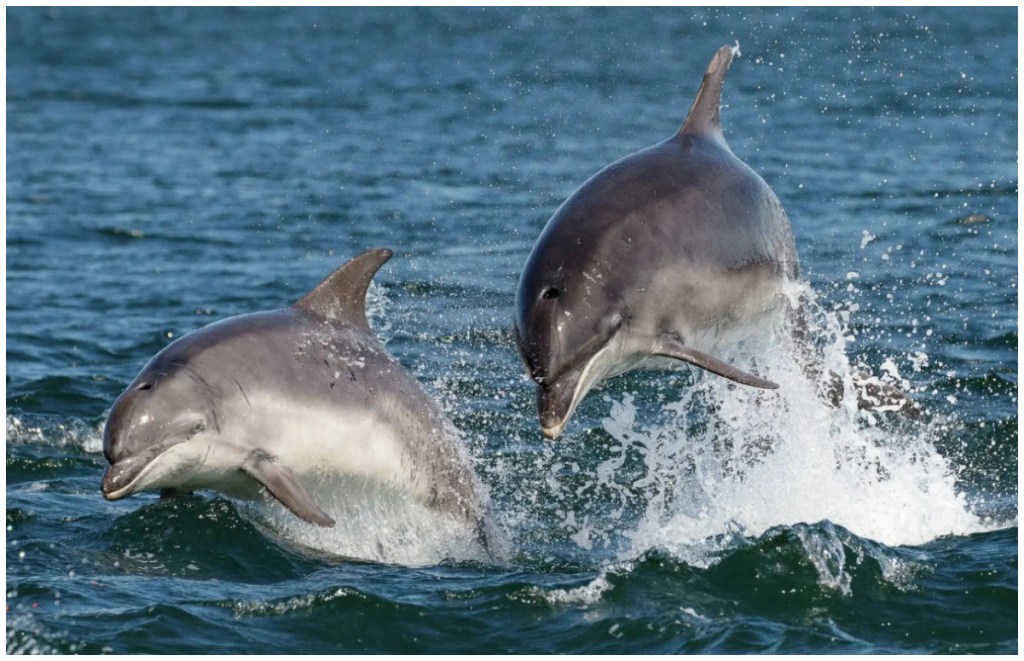 Un equipo de la Universidad de Texas detectó rastros de fentanilo en delfines del golfo de México; también hallaron otras drogas