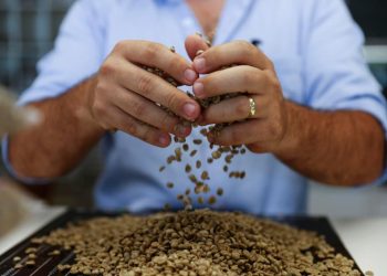 Emergencia climática y costos elevan precios del café y desafían a productores