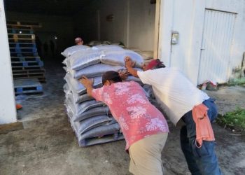 Entrega la SEDARPE 50 toneladas de frijol negro San Blas, para 7 municipios de Quintana Roo