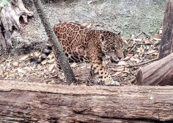 Inicia Proyecto Estratégico para la Conservación de la Fauna Silvestre en Quintana Roo