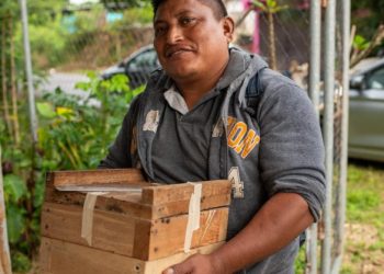 INMAYA fortalece el legado cultural con la preservación de la abeja nativa Xunan Kab