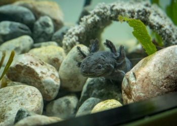 Los ‘Monstruos del agua’, una exposición en Ecuador para proteger a los ajolotes mexicanos