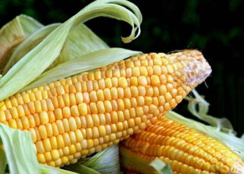 México pierde disputa contra EE.UU. por el maíz genéticamente modificado: violaba el T-MEC