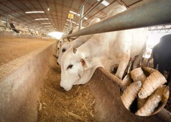 México y EE.UU. reanudan exportaciones de ganado tras detección de gusano barrenador