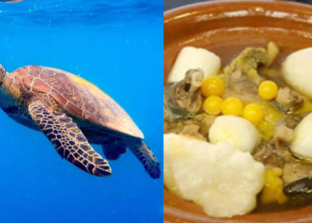 Mueren tres personas por comer carne de tortuga en Filipinas; hay decenas de hospitalizados