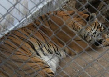 Mueren veinte felinos por gripe aviar en un santuario animal en el estado de Washington