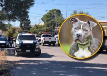 Niño de cuatro años murió tras ser atacado por perros pitbull