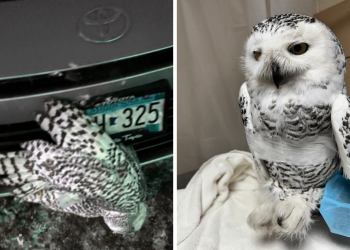 Nowl, un gran búho blanco “aterrorizado”: lo atropellan y queda colgado del auto