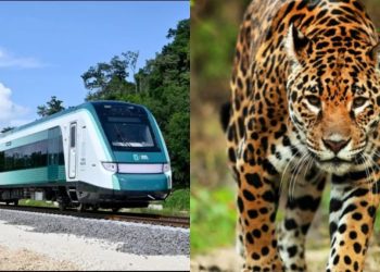 Profepa revisará el manejo de fauna en la ruta del Tren Maya