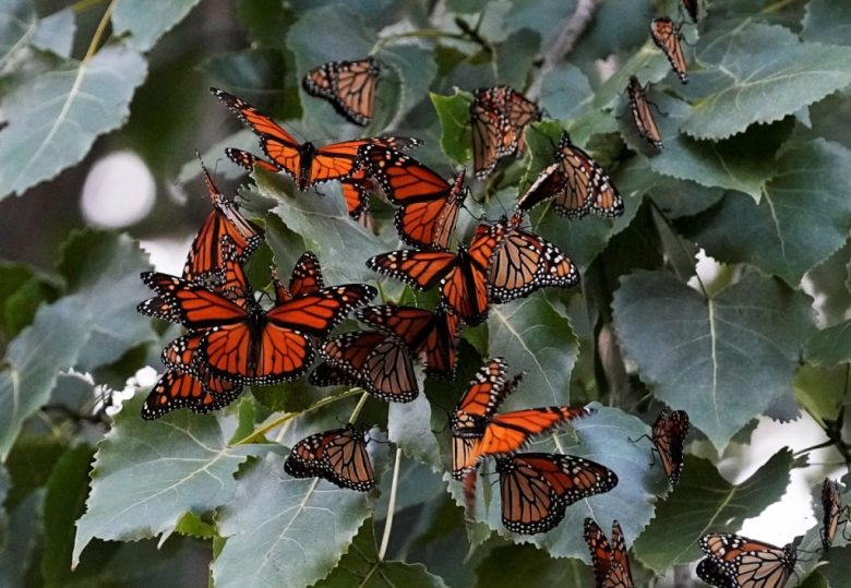 La propuesta designaría como hábitat crítico para la mariposa 1,779 hectáreas en siete condados de California a donde emigra en invierno