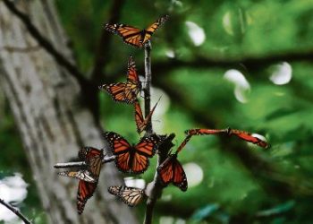 Protección a la monarca: prohibirían matar y transportar la especie en EE.UU.