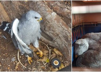 Protección Animal de Mérida rescata una aguililla gris