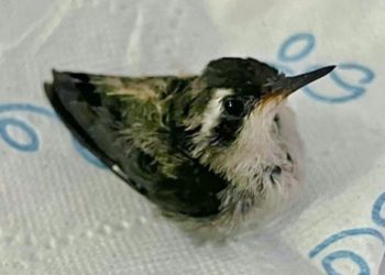 Reafirma la FPMC su compromiso con la conservación al rescatar 150 ejemplares de fauna silvestre en lo que va de este 2024