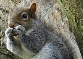 Tiernas y carnívoras: El secreto de las ardillas