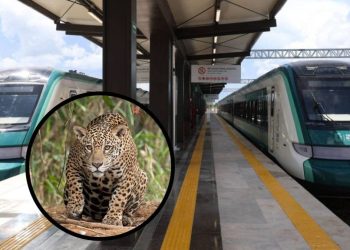 Tren Maya clasifica a jaguares y venados como “fauna nociva”; paga a empresa para sacrificarlos