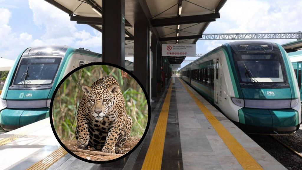 Susoma Soluciones Ambientales recibió un contrato millonario para controlar la “fauna nociva” en las cercanías del Tren Maya