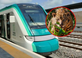 Tren Maya considera a jaguares y venados fauna “nociva”; ambientalistas, contra su sacrificio