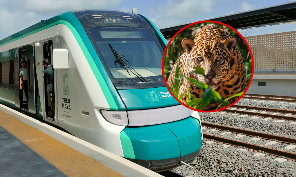 Tren Maya considera a jaguares, venados y especies en pelligro de extinción como fauna nociva y ambientalistas reaccionan contra su sacrificio