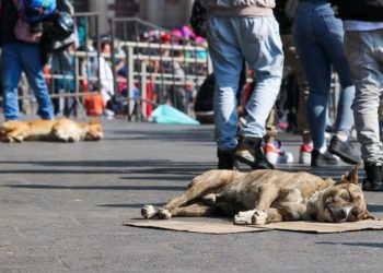 Varios perros son abandonados tras peregrinación a la Basílica de Guadalupe