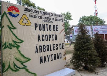 ARRANCA ANA PATY PERALTA “CAMPAÑA DE ACOPIO DE ÁRBOLES DE NAVIDAD” TEMPORADA 2025