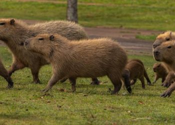 10 datos que seguro no sabías de los capibaras y dónde encontrarlos en CDMX
