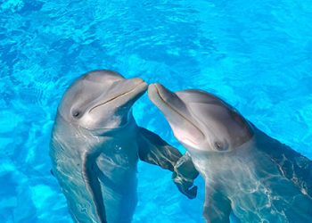 Mueren dos delfines en el delfinario de Barceló: investigación por presunto maltrato animal