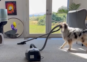 VIDEO: Pov: Cuando Tu Perro Se Vuelve más Ordenado que Tú