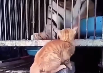 VIDEO:»¡Gatitos valientes asustan a otros animales! Videos recopilatorios que no puedes dejar de ver»