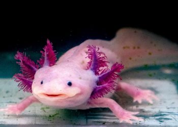 Ajolotes en Cancún: el acuario logra una población récord de 70 ejemplares