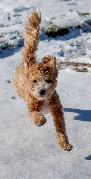 Avondale Estates (United States), 22/01/2025.- Bella frolics at a park after at least 12 millimeters of snow fell in the metro Atlanta area, including Avondale Estates, Georgia, USA, 22 January 2025. A powerful winter storm dumped snow on most of the Gulf Coast of the southern United States including Houston, Texas and New Orleans, Louisiana. The storm has hampered travel and closed schools and businesses in the region. (tormenta, Estados Unidos, Nueva Orleáns) EFE/EPA/ERIK S. LESSER