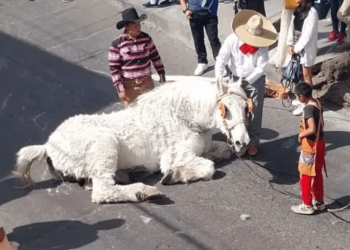 Caballo se desploma tras jalar calandria con quinceañera en Puebla