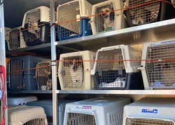 Caballos, cerdos y cacatúas llenan refugios animales de Los Ángeles por los incendios