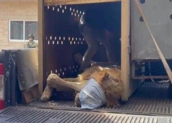 Rescatan león africano entre cartuchos percutidos en Escuinapa, Sinaloa