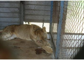 Ejército halla a leona encadenada dentro de vivienda en Sinaloa