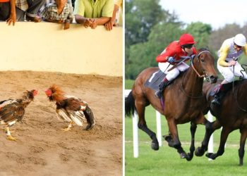 Gobierno de Chiapas prohíbe peleas de gallos y carreras de caballos