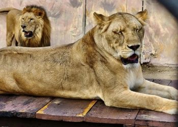 Leona ataca y mata a empleado de zoológico en Altamira, Tamaulipas