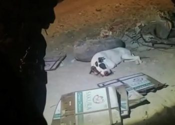 Maltrato animal en Sonora: perro pierde la vida tras detonación de un cohete
