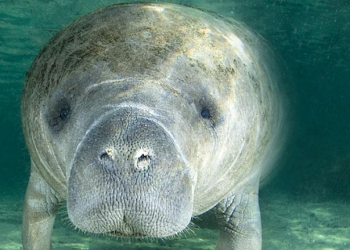 Hallan manatí muerto en el Boulevard Bahía de Chetumal