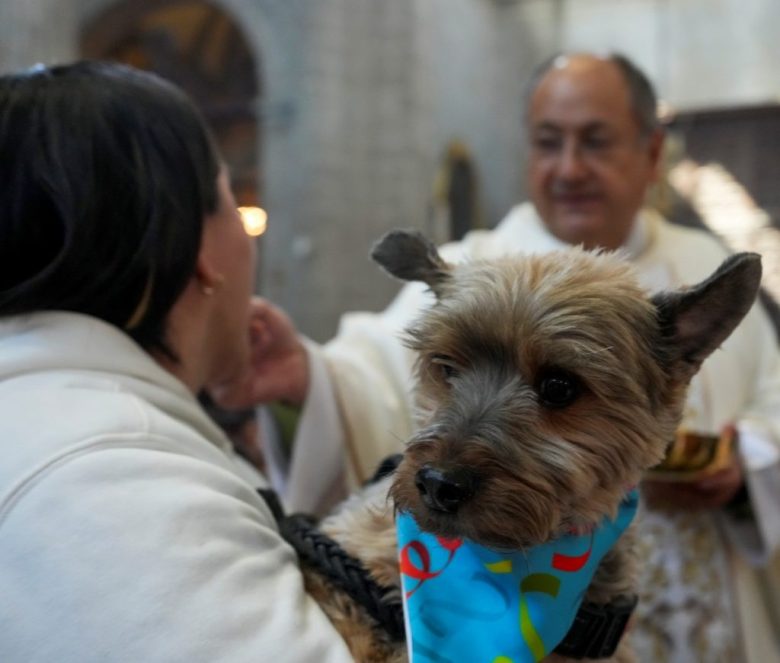 Miles de feligreses llevaron ayer a sus mascotas a las iglesias para que recibieran la bendición de San Antonio Abad, patrono de los animales