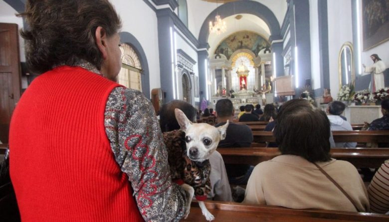 Pedro Alejandro Medina, rector del Templo de San Antonio de Puebla, aseguró que la festividad recuerda la importancia de “siempre hacer el bien y buscar el bien en esa creación que Dios ha regalado”. Y agregó: “Debemos cuidarlos y amarlos, creo que es una protección que Dios nos ha dado y que debemos siempre valorar para el servicio de nosotros mismos, de Dios y del prójimo”