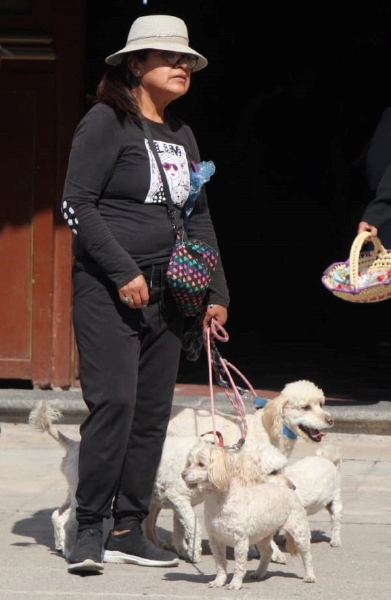 El templo de San Antonio Abad, ubicado en Puebla, se llenó ayer de perros, gatos, pájaros de diferentes especies, halcones y conejos, la mayoría ataviados con vestidos, ropa deportiva, abrigos o gorros. El sacerdote los roció con agua bendita